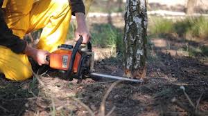 Best Emergency Tree Removal  in Milton, LA